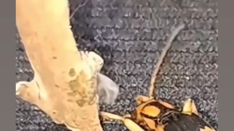 INSECTS