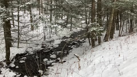 Favorite Stretch of Mountain Stream