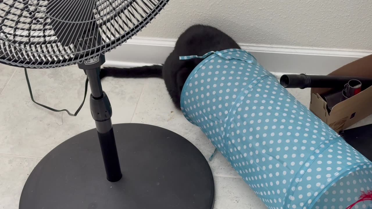 Cute Precious Piper Plays in Her Tunnel - Adopting a Cat from a Shelter Vlog