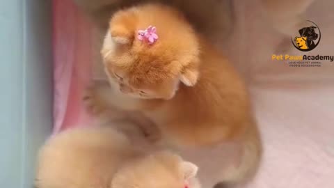 Cutest Kitten Moments That Will Melt Your Heart 😻 | Feel-Good Cat Video