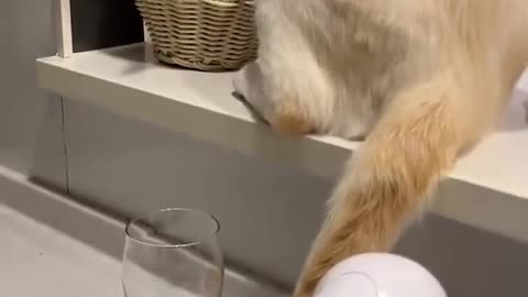 "Cat Keeps wasting Handwash with Its Tail!"