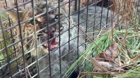 Caught our first Bobcat
