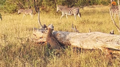 Leopard Faces Off with Zebra Foal – Herd Fights Back!