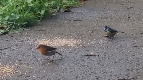Robin And Blue Tit Birds In Great Britain