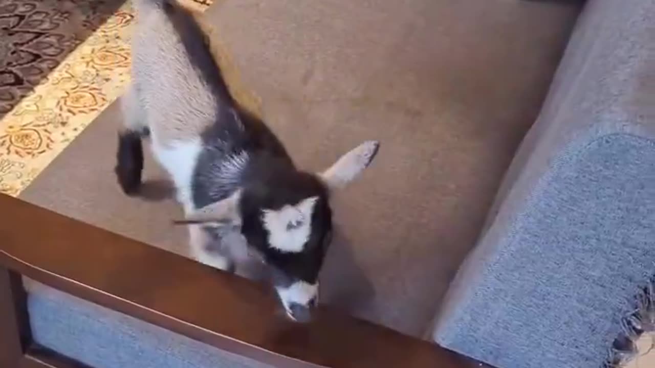 Tiny friends! 🐱🐐💕