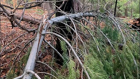 Bigfoot Evidence - evidence of a failed squatch spear