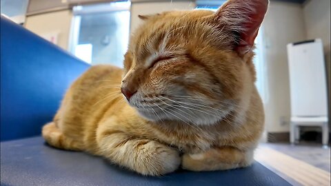 The waiting room at the ferry terminal is soothing with stray cats sleeping peacefully.