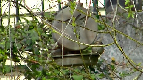 IECV NV #789 - House Sparrows At The Wooden Hummingbird Feeder 4-2-2019