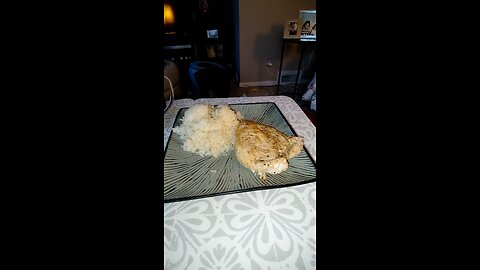 Eating Tyson All Natural Thin Sliced Trimmed Boneless Skinless Chicken Breasts, Dbn, MI, 9/25/25