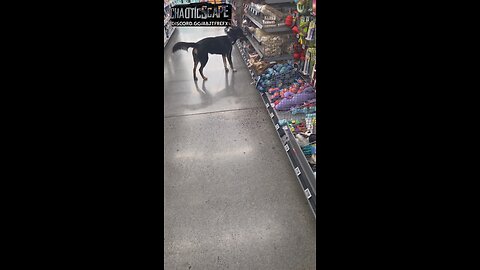 Letting My Dog Choose Her Toy! #dog #usa #nature #shopping #animals