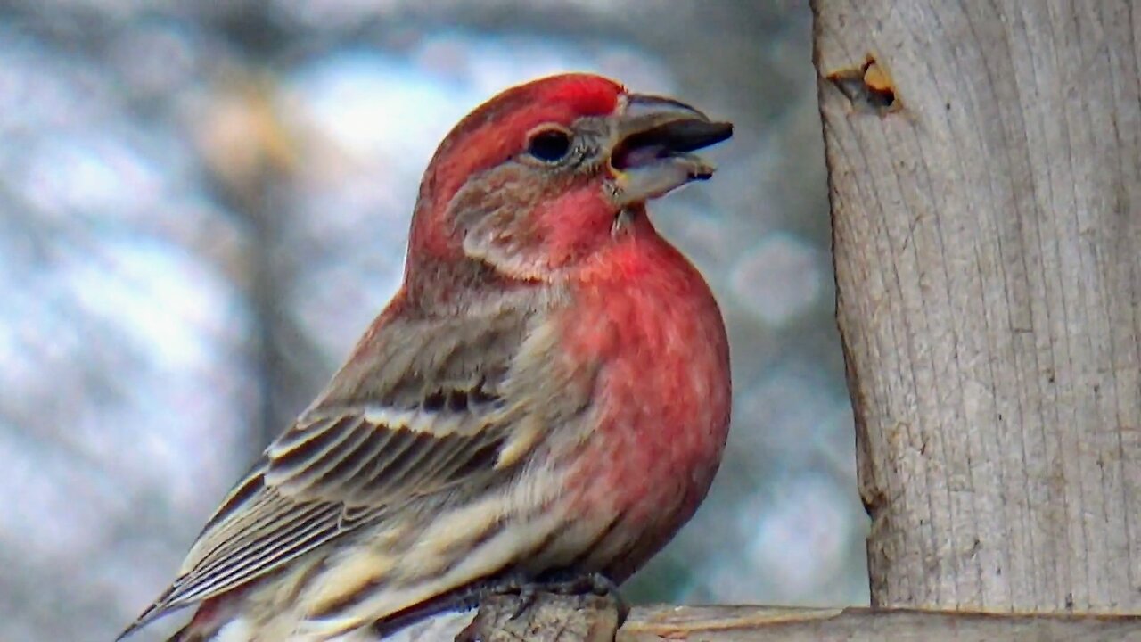 Purple Finch