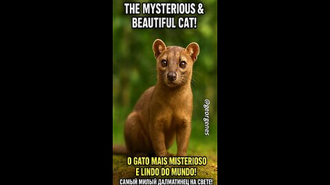 The Most Mysterious and Beautiful Cat in the World! 🐾✨ Would You Take One Home?