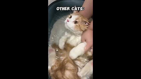 funny cat