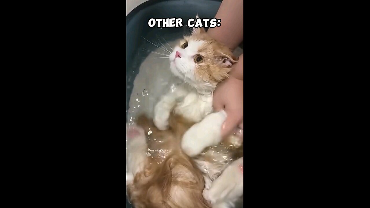 funny cat