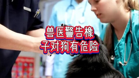 兽医警告橡子对狗有危险