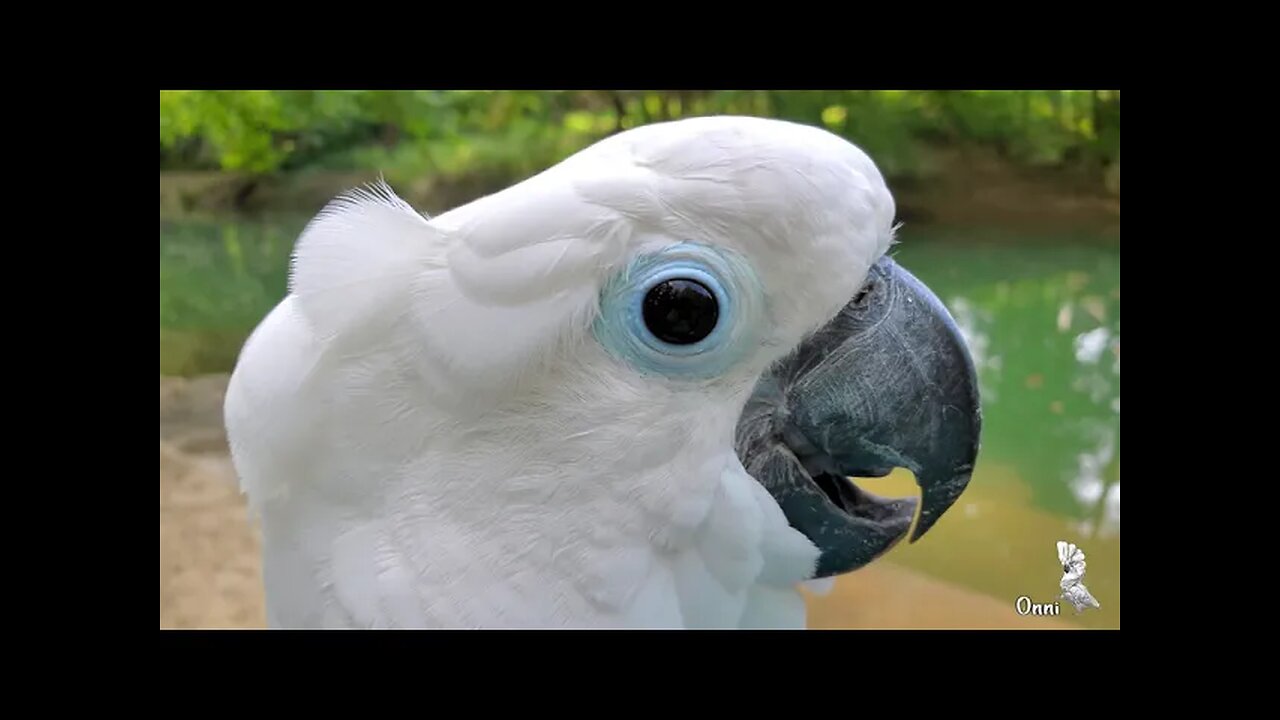 Fun At The Creek With Onni Cockatoo