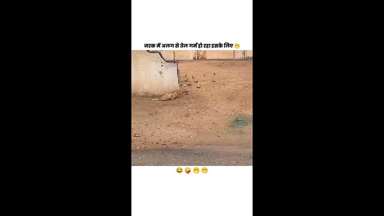 billi chli thi shikar krne par bike ne aake kam kharab kr de