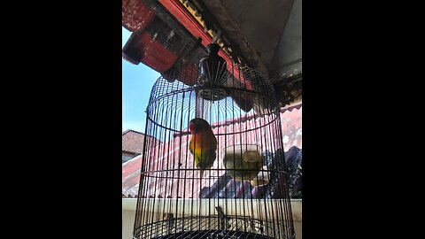 😂 "Happy Bird Escapes Jail! Night Adventure With Its Human Parent 🐦✨"