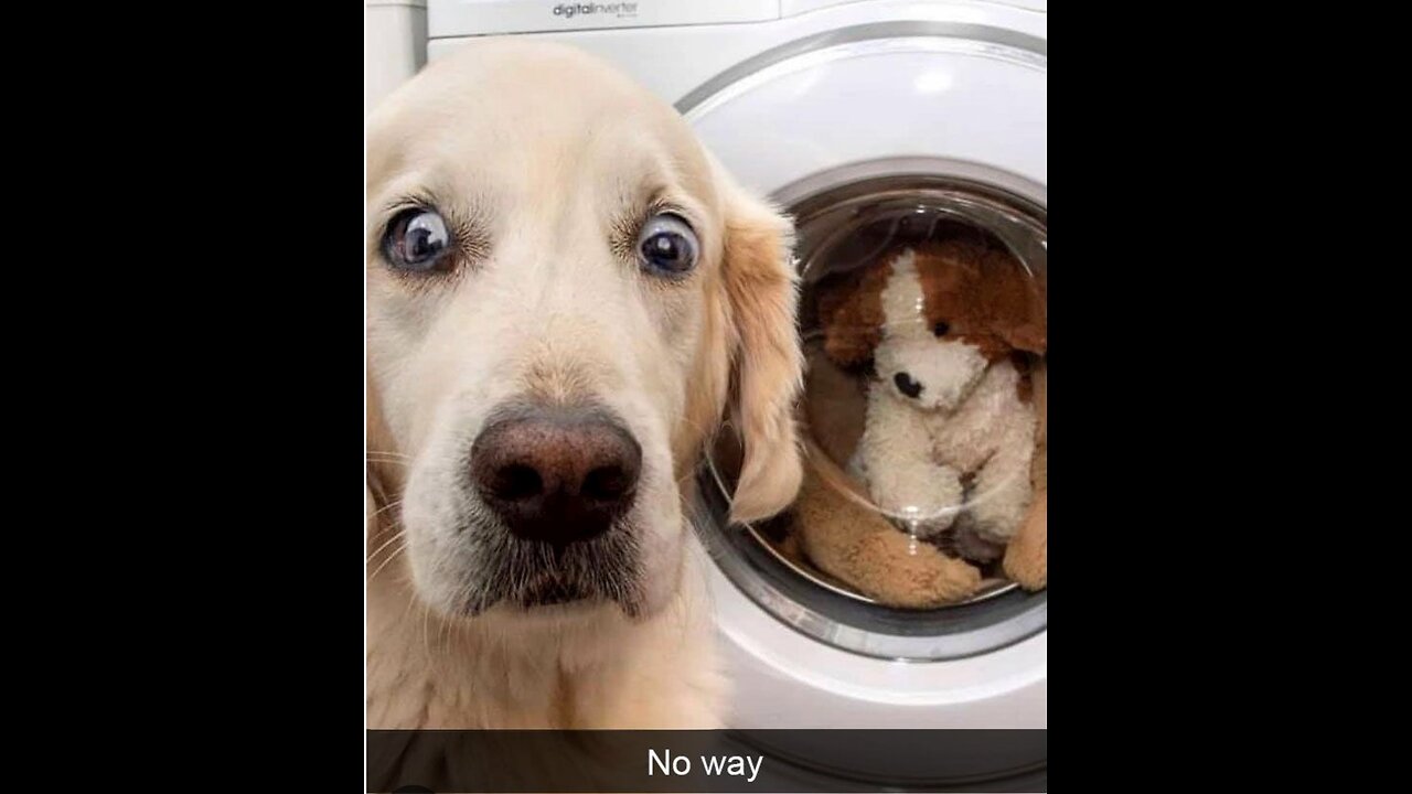 Our Four Legged Friends : Funny Dog Videos # 2.)