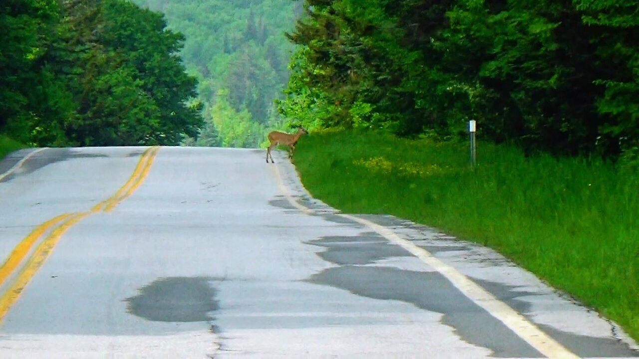 Deer Crossing