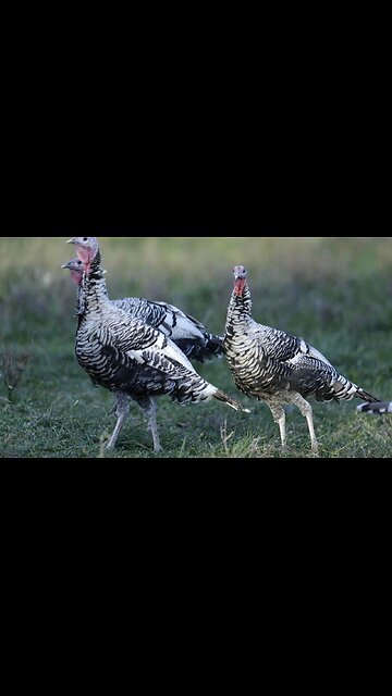 Cemetery Commentary: Three Turkeys Perform A Perfect Reenactment Of Today's Democrat Party