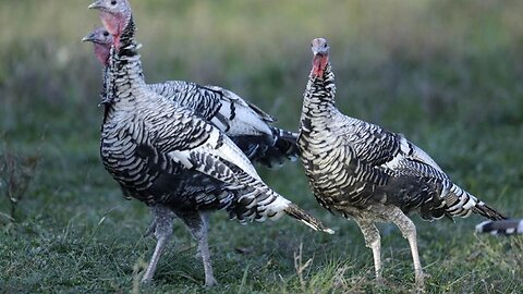 Cemetery Commentary: Three Turkeys Perform A Perfect Reenactment Of Today's Democrat Party