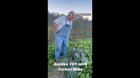 growing food voles