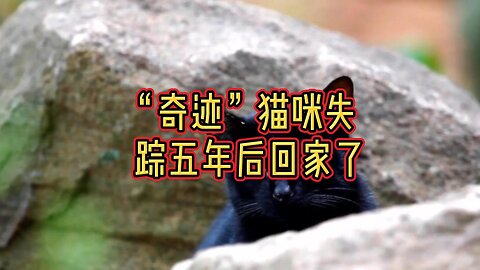 “奇迹”猫咪失踪五年后回家了