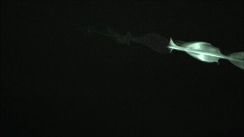 UFO IDENTIFIED Barbell ET Drones Over Adelaide 9 to 11 February 2026