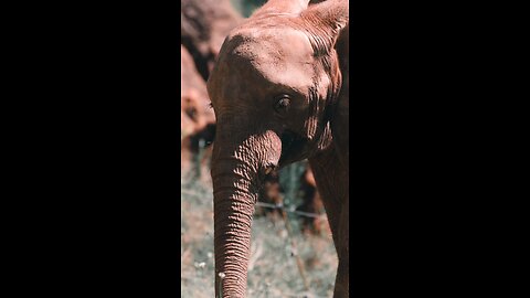 Animal protection