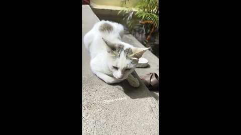 Sleepy Kitty Resting Peacefully | Adorable Cat Video😴🐈❤️