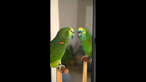 When You Argue With Your Reflection and Lose