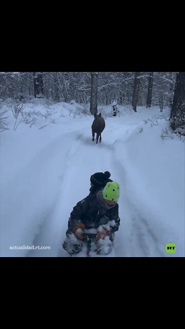 La carrera más divertida entre niños en trineo y un alce