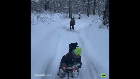 La carrera más divertida entre niños en trineo y un alce