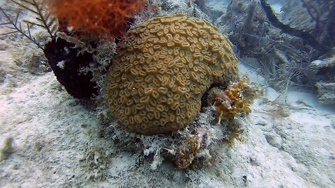Exploring A New Reef
