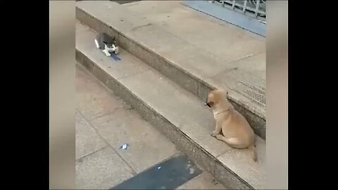 Funny animal video part 2