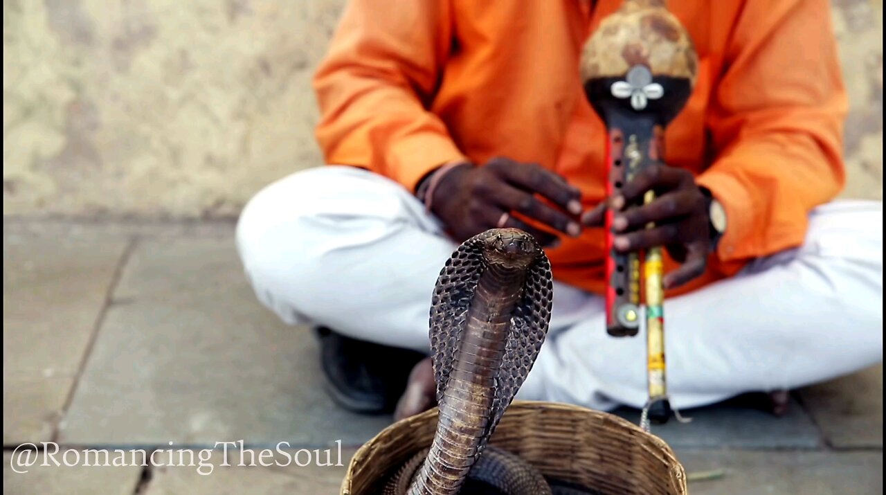 You'll be hypnotized by these incredible Snake Charmers 😵🍥🐍