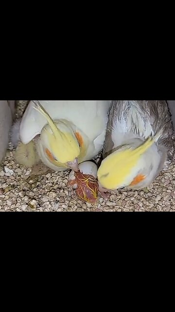 OUR WAY OR GOD'S WAY - DAILY DEVOTIONAL ❤️