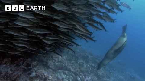Sea Lions Are Masters of Fishing