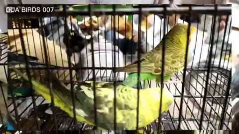 Karachi Birds market 9/11/25