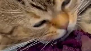 Gatinho devora beterraba