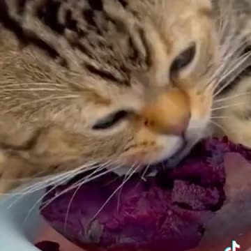 Gatinho devora beterraba
