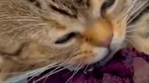 Gatinho devora beterraba