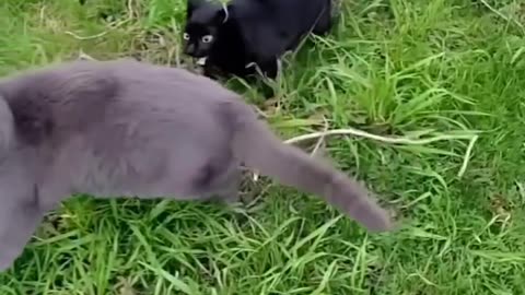 Cat fight