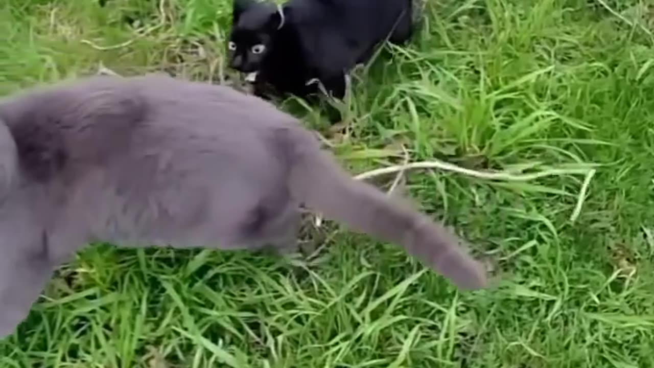 Cat fight