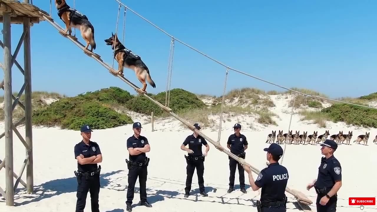 “Transform Every Walk: The Dog Walking Masterclass That Changes Everything!”