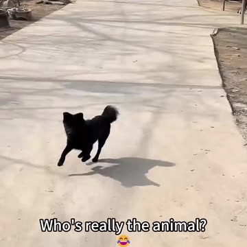 Who's Really The Animal 😂😂😂