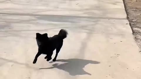 Who's Really The Animal 😂😂😂