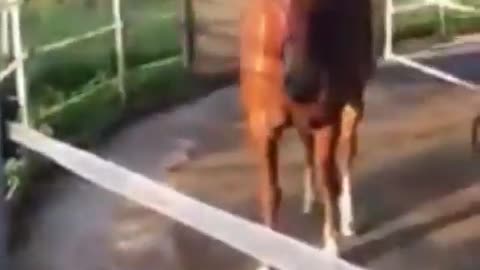 that horse has just realized that all this was an illusion from the start. 🐎😅
