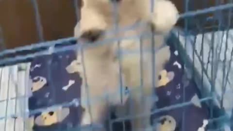Tiny Paws, Tiny Hands: Puppy and Baby Adventures"